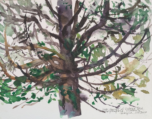 "Large conifer tree, Daylesford" Watercolour